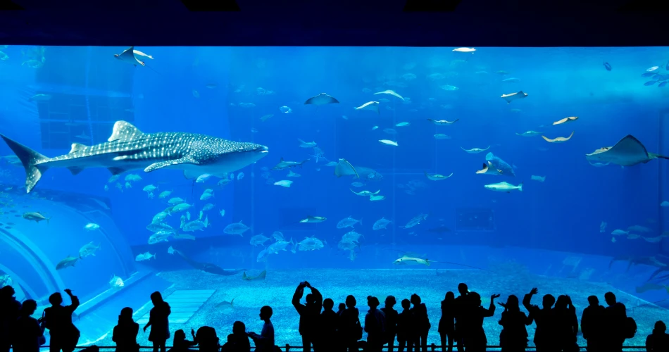 Family Fun at Fakieh Aquarium: More Than Just Marine Life